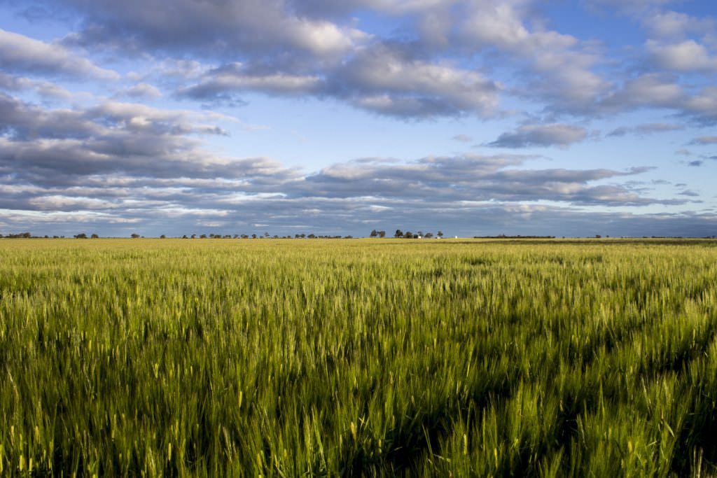 O'Connors Wimmera Mallee wheat scenery